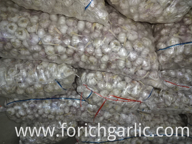 Hybrid Garlic In Mesh Bag